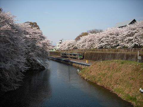 霞城公園の桜＆電車１（2008,4,20）.JPG